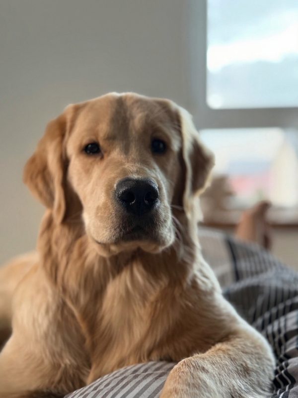 Lily - Golden Retriever